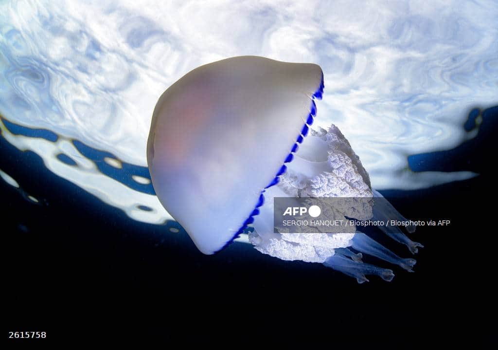 Une méduse pulmonaire nageant sous la surface, éclairée à contre-jour.